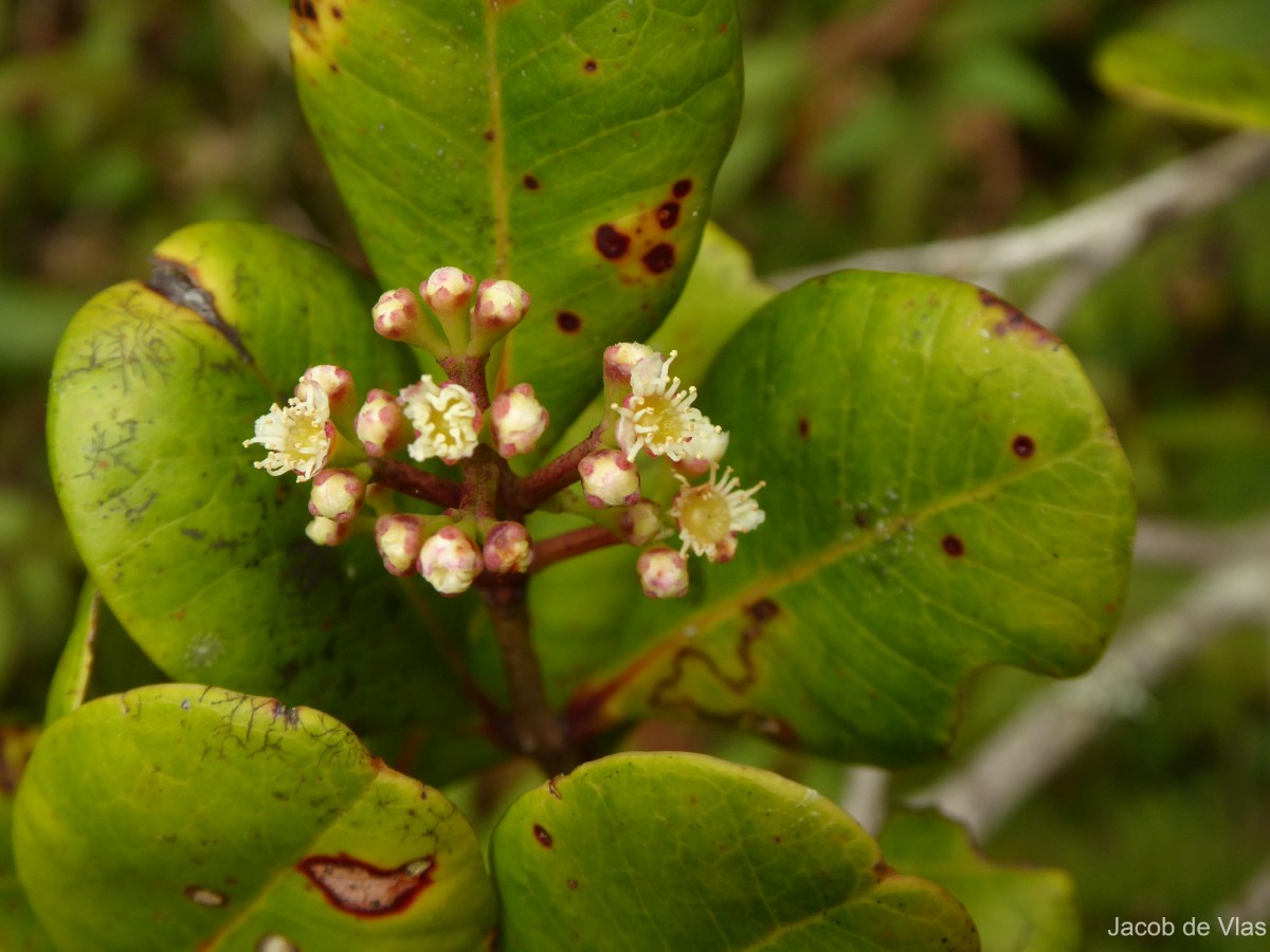 Syzygium revolutum subsp. revolutum Walp.